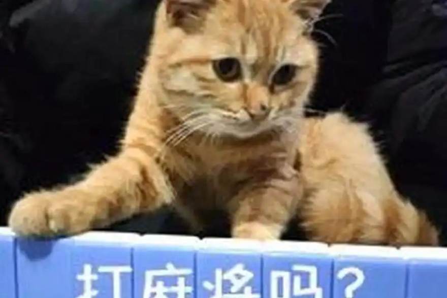 优迈体育线上平台与数据频道上线